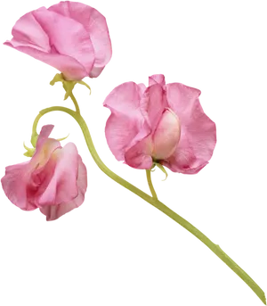 Pink Sweet Pea Flowers PNG image