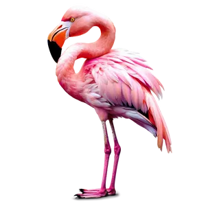 Pink Tropical Flamingo Art Png 06272024 PNG image