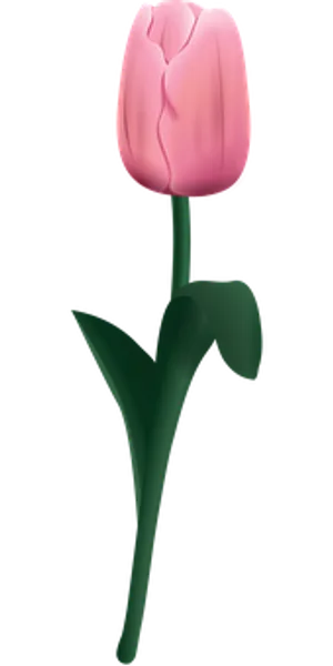 Pink Tulip Black Background