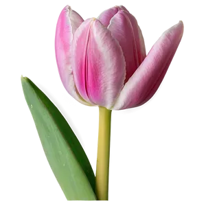 Pink Tulip Close-up Png 27 PNG image