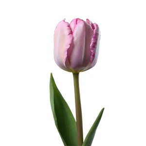 Pink Tulip Close-up Png Jum33 PNG image