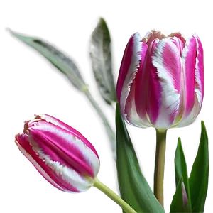 Pink Tulip Delight PNG 05242024