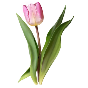 Pink Tulip Delight PNG 20