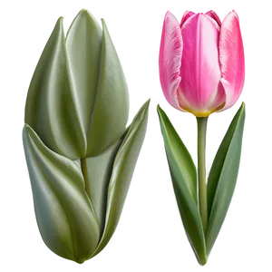 Pink Tulip Delight PNG Bju