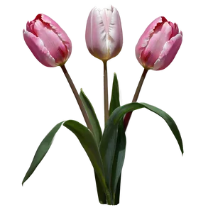 Pink Tulip Png Mjq64 PNG image