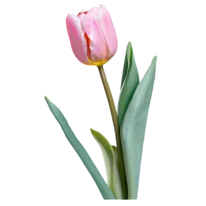 Pink Tulip Png Xts PNG image
