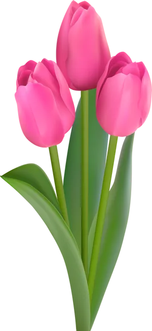 Pink Tulips Bouquet PNG image