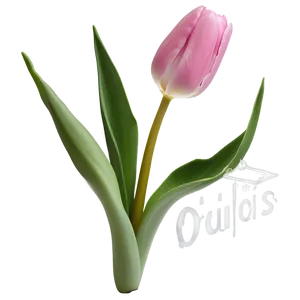 Pink Tulips PNG Vgg