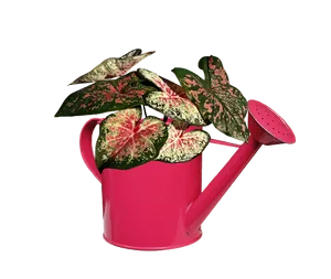 Pink Watering Canwith Variegated Plant PNG image