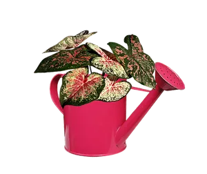 Pink Watering Canwith Variegated Plant