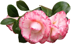 Pink White Camellia Flowers PNG image