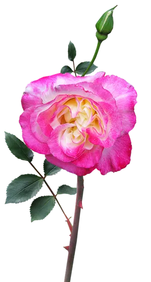 Pink White Gradient Rose