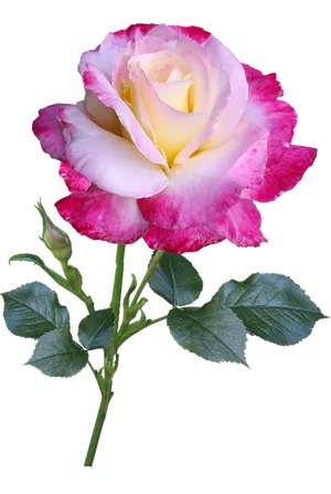 Pink White Gradient Rose.png