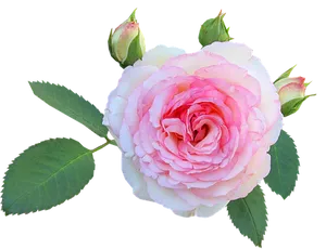 Pink White Rose Black Background