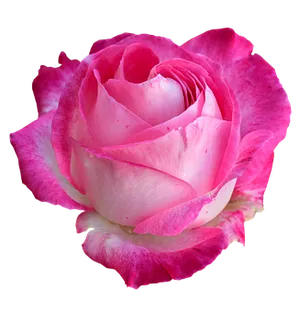 Pink White Rose Black Background