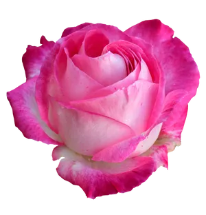 Pink White Rose Black Background