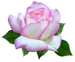 Pink White Rose Dewdrops.png