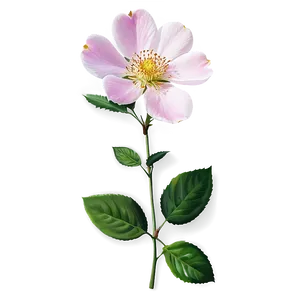 Pink Wild Rose PNG 05242024