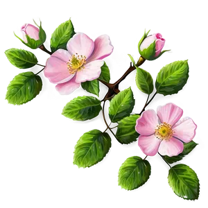 Pink Wild Rose PNG 82