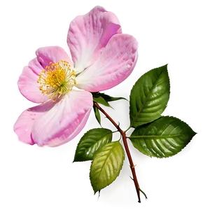 Pink Wild Rose PNG Icx20