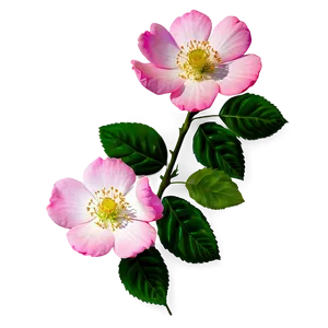 Pink Wild Rose PNG Xoa