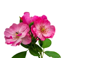 Pink Wild Roses Black Background PNG image