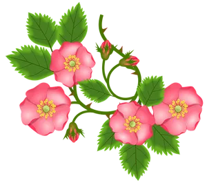 Pink Wild Roses Illustration