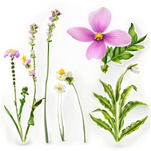 Pink Wildflower Meadow PNG Ktp48