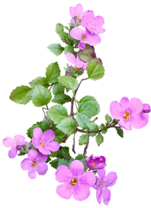 Pink Wildflowerson Black Background