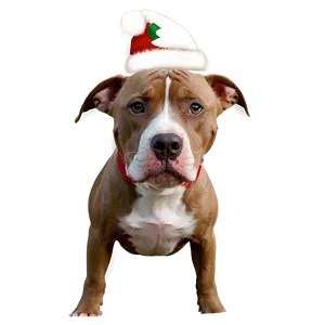 Pitbull Christmas Png 56 PNG image