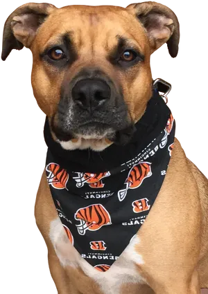 Pitbull Dogin Sports Bandana PNG image