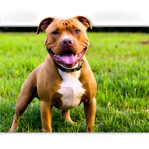 Pitbull In Field Png Epu21 PNG image