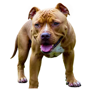 Pitbull In Field Png Jag PNG image