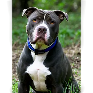 Pitbull In Nature Png Vci PNG image