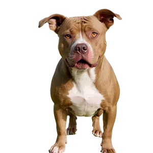 Pitbull In Park Png 05212024 PNG image
