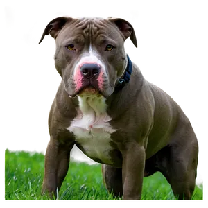 Pitbull In Park Png 91 PNG image