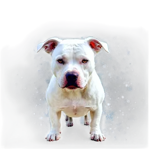 Pitbull In Snow Png Bmn48 PNG image