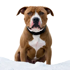 Pitbull In Snow Png Jcs80 PNG image