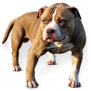 Pitbull In Sunset Png 57 PNG image