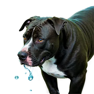 Pitbull In Water Png Kid57 PNG image