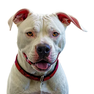 Pitbull In Winter Png Ext PNG image