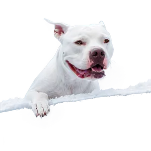 Pitbull In Winter Png Sny PNG image