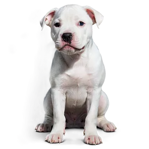 Pitbull Puppy Png Wnx PNG image