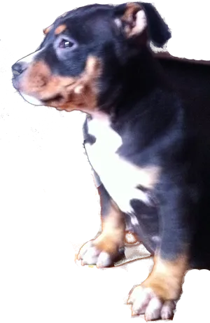 Pitbull Puppy Profile PNG image