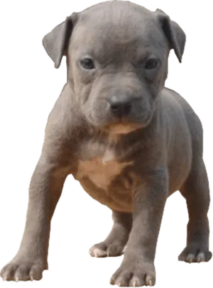 Pitbull Puppy Standing Transparent Background PNG image