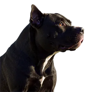 Pitbull Silhouette Png 05212024 PNG image