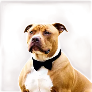 Pitbull With Bowtie Png 16 PNG image