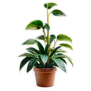Plant A