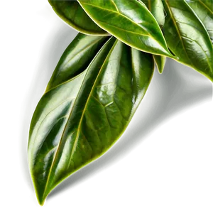 Plant C