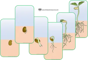 Plant Germination Stages Illustration PNG image